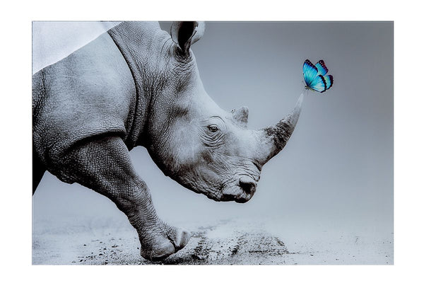 Acrylfoto neushoorn XANTU grijs met blauwe vlinder breedte 120cm